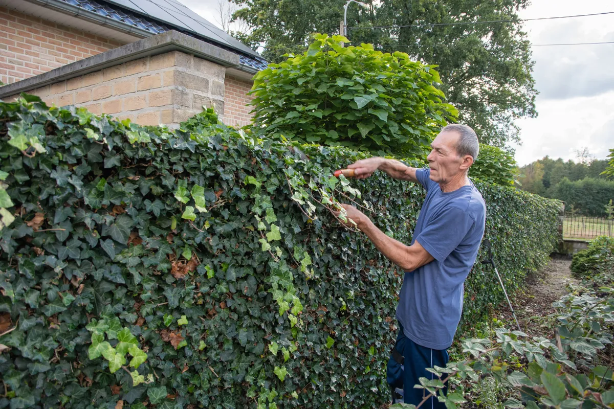Borostyán irtása egy falusi ház kerítésén