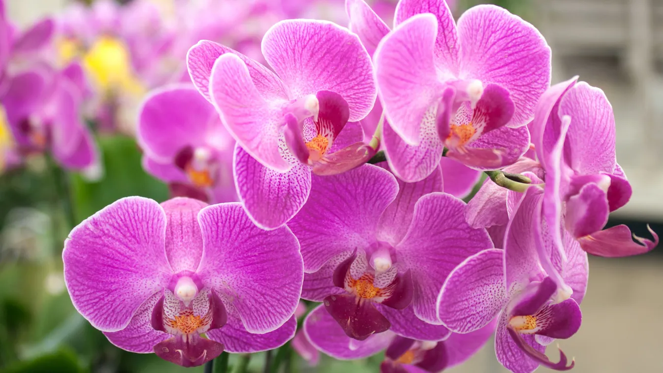 Rózsaszín orchidea gondozása.