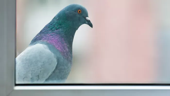 Kémgalambok hozzák el a világvégét – csak napelem kell hozzá