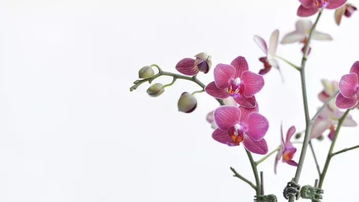 Tetves lett az orchidea? Mutatjuk, mit kell tenned!