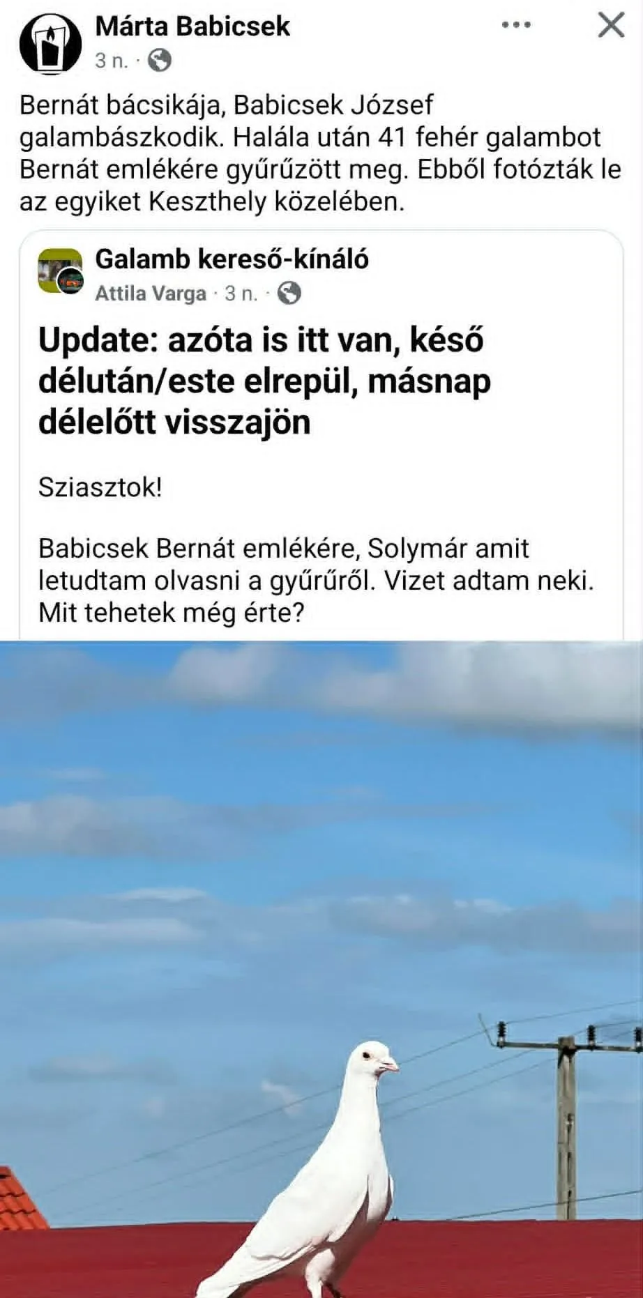Ezt a fehér galambot Babicsek Bernát halálakor engedték szabadon.