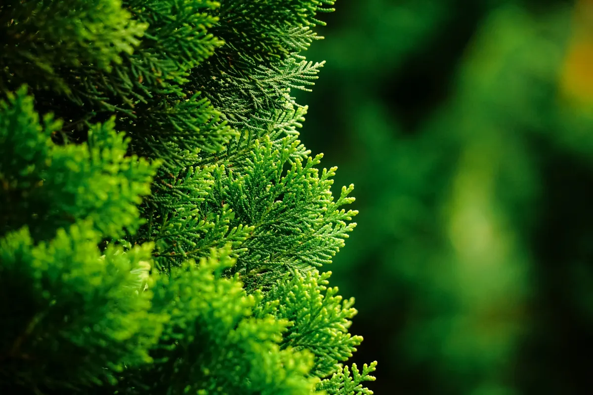 Close,Up,Of,Dense,Emerald,Green,Arborvitae,Leaves,With,Sharp