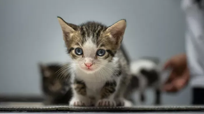 Brüsszel döntött: kötelező lesz a cicákat is bechipelni