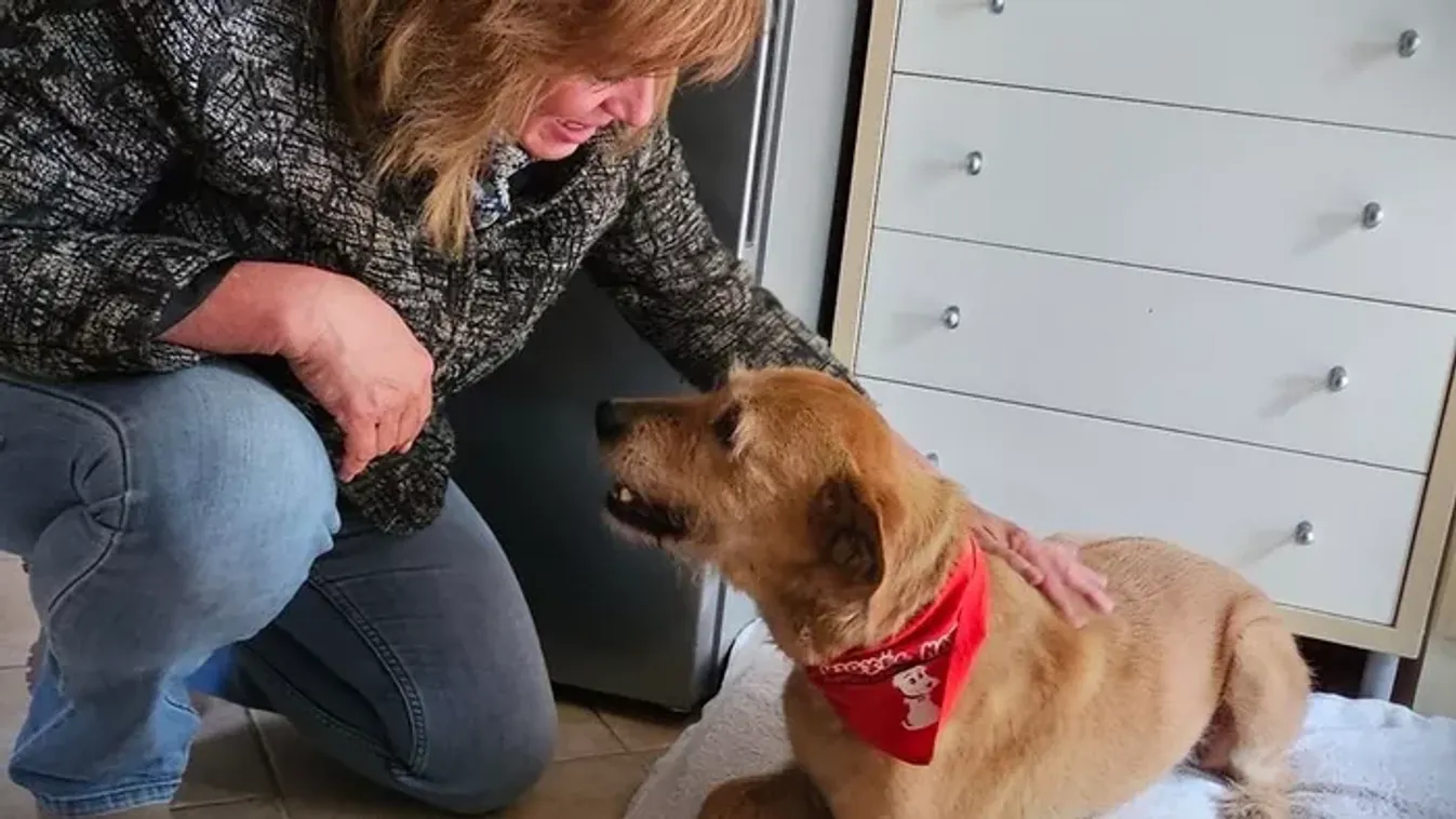 A láncok közül a pesti luxusig menekült a sokat szenvedett Piroska