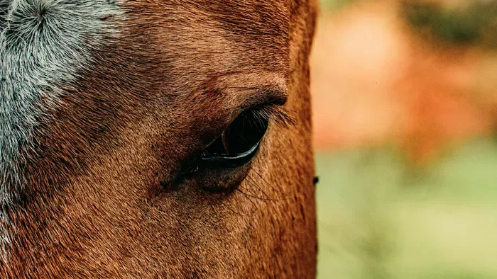 Pánik a Kincsem Parkban, újra kellett éleszteni egy lovat