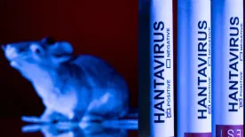 Rejtélyes haláleset: újabb országban terjed a hantavírus
