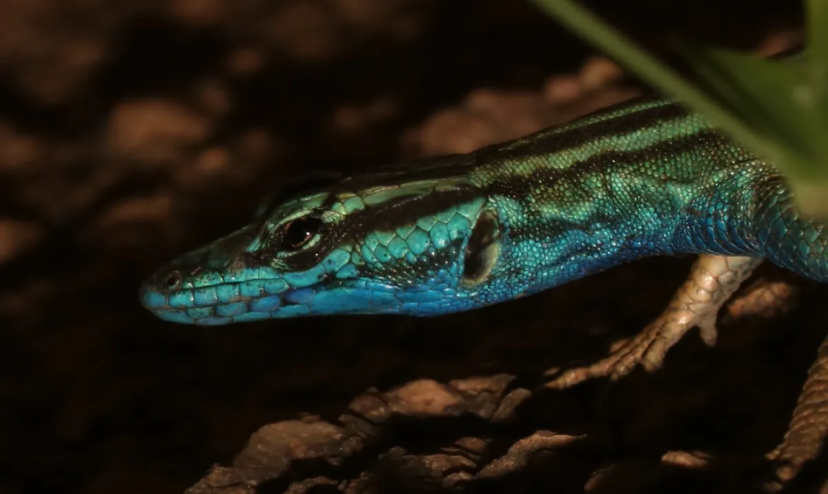 Attenborough-laposgyík (Platysaurus attenboroughi) feje közelről fotózva.
