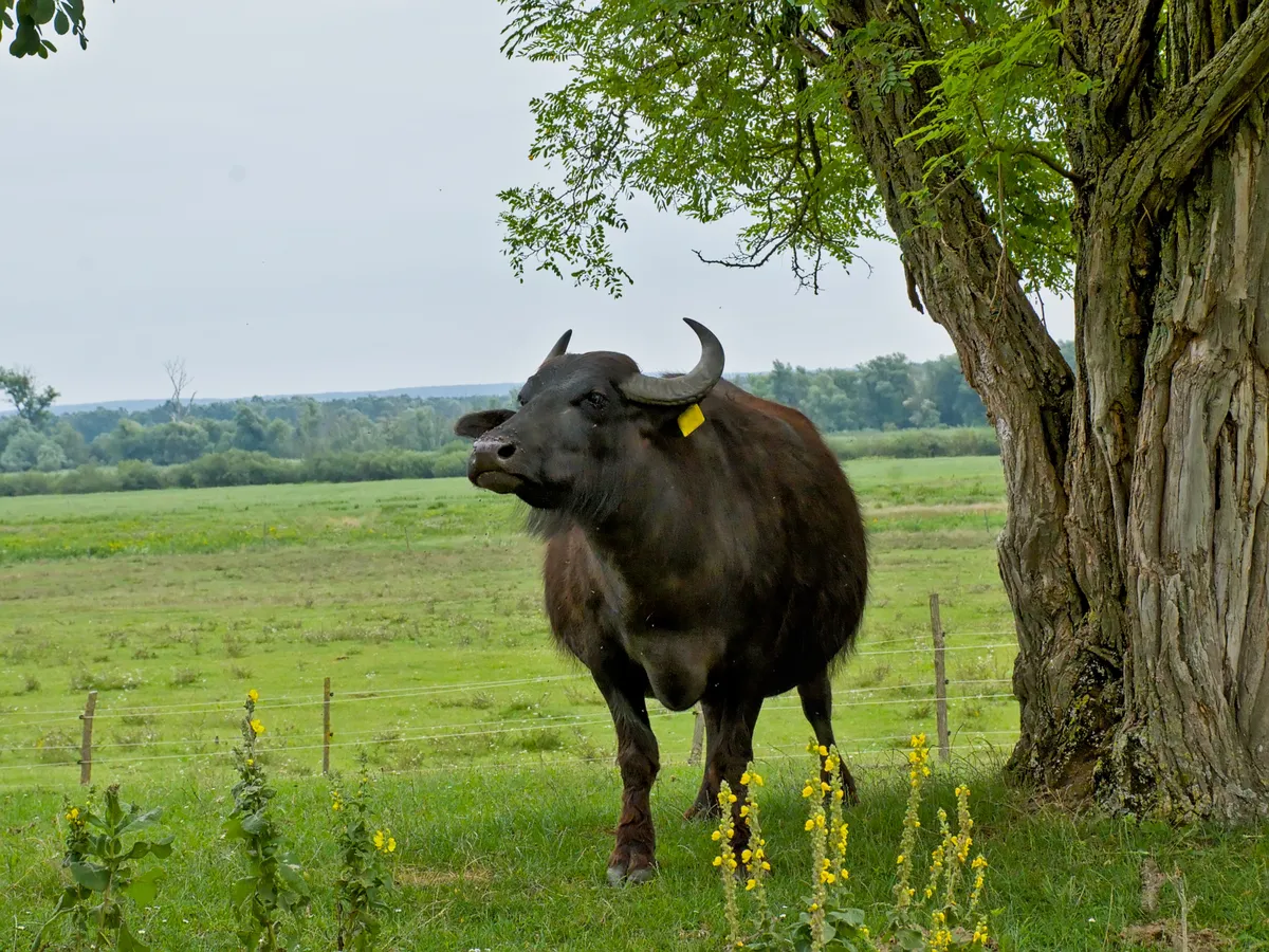 Vízibivaly a Kis-Balaton mellett.