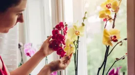 5 biztos trükk, hogy az anyák napi orchidea életben maradjon