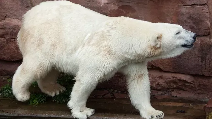 Szomorú hírt osztott meg a Nyíregyházi Állatpark