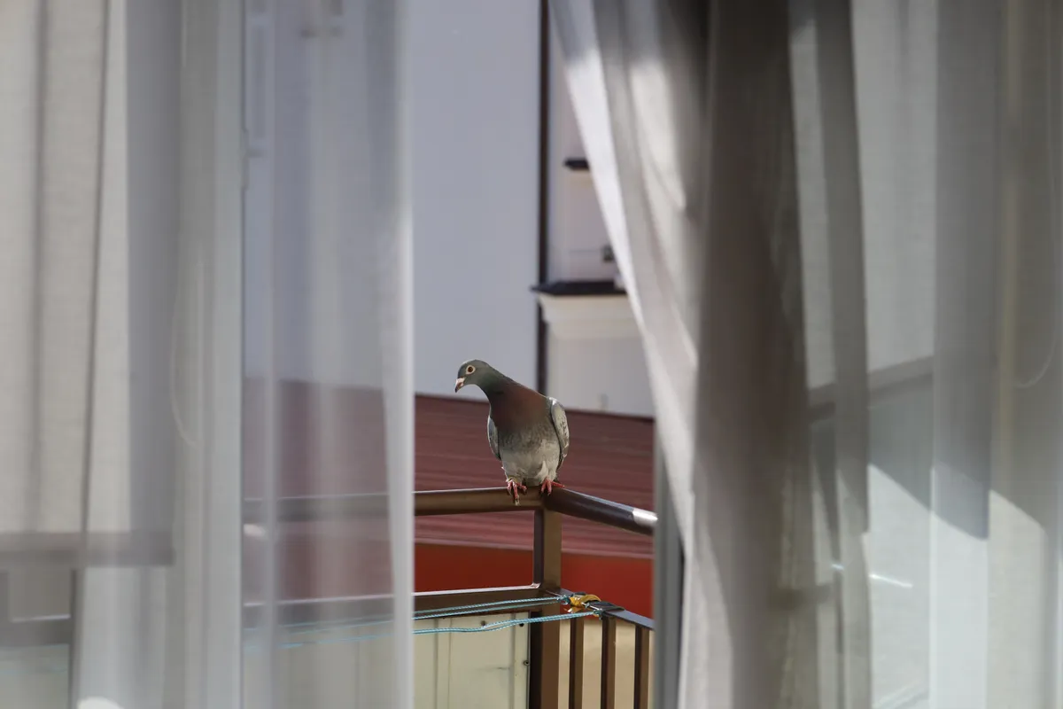 Kiborg galamb kémkedés közben