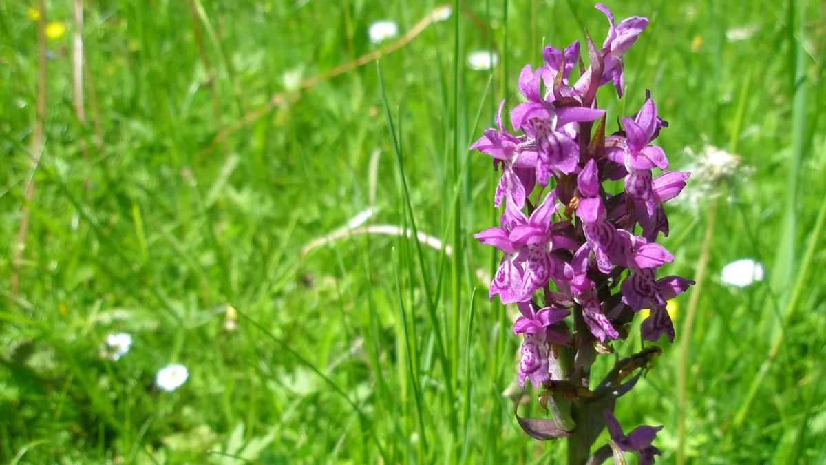 Kerti orchidea gondozása.