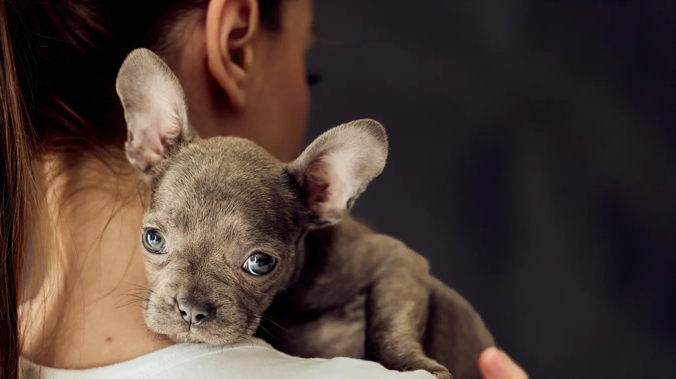 Aranyos francia bulldog buktatta le hűtlen férjet.