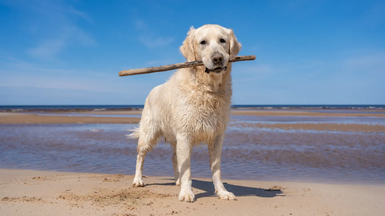A szájában egy botot tartó Golden Retriever a tengerparton, a reinkarnáció utáni életében