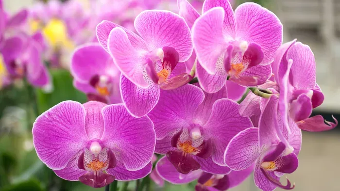 Orchidea a kertben? Ezzel a trükkel meseszép lesz az udvarod