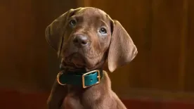 Csak semmi CGI! Valódi kiskutya játssza Scooby-Doo-t a Netflix sorozatában!