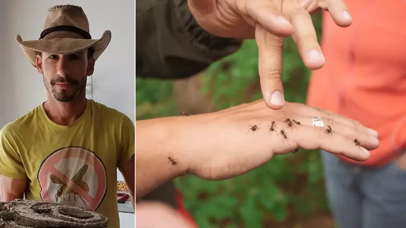 Támadnak a húsevő hangyák – így tehetsz ellenük