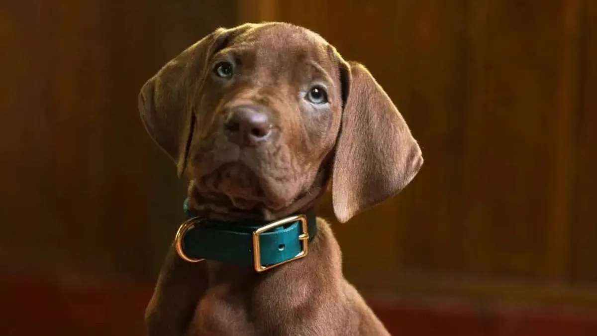 Csak semmi CGI! Valódi kiskutya játssza Scooby-Doo