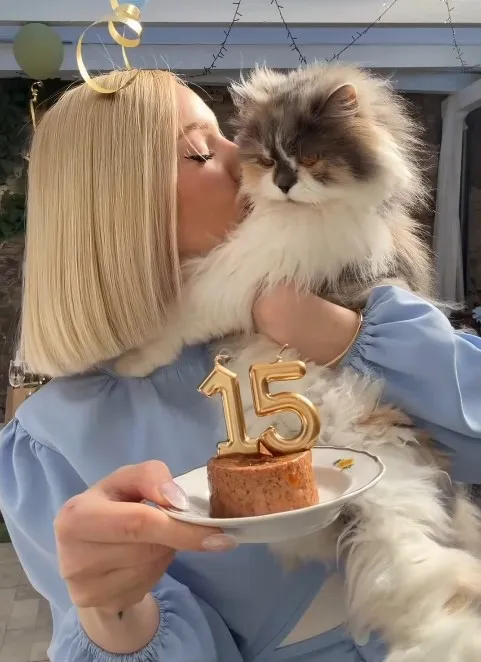 Miss Modd cicája, Bájos még tortát is kapott a szülinapjára.