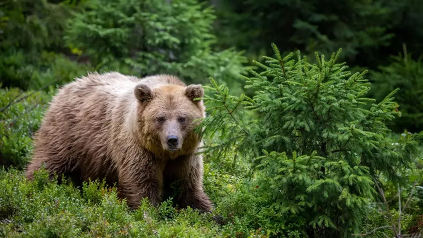 Holtan találták az eltűnt férfit, minden jel medvetámadásra utal