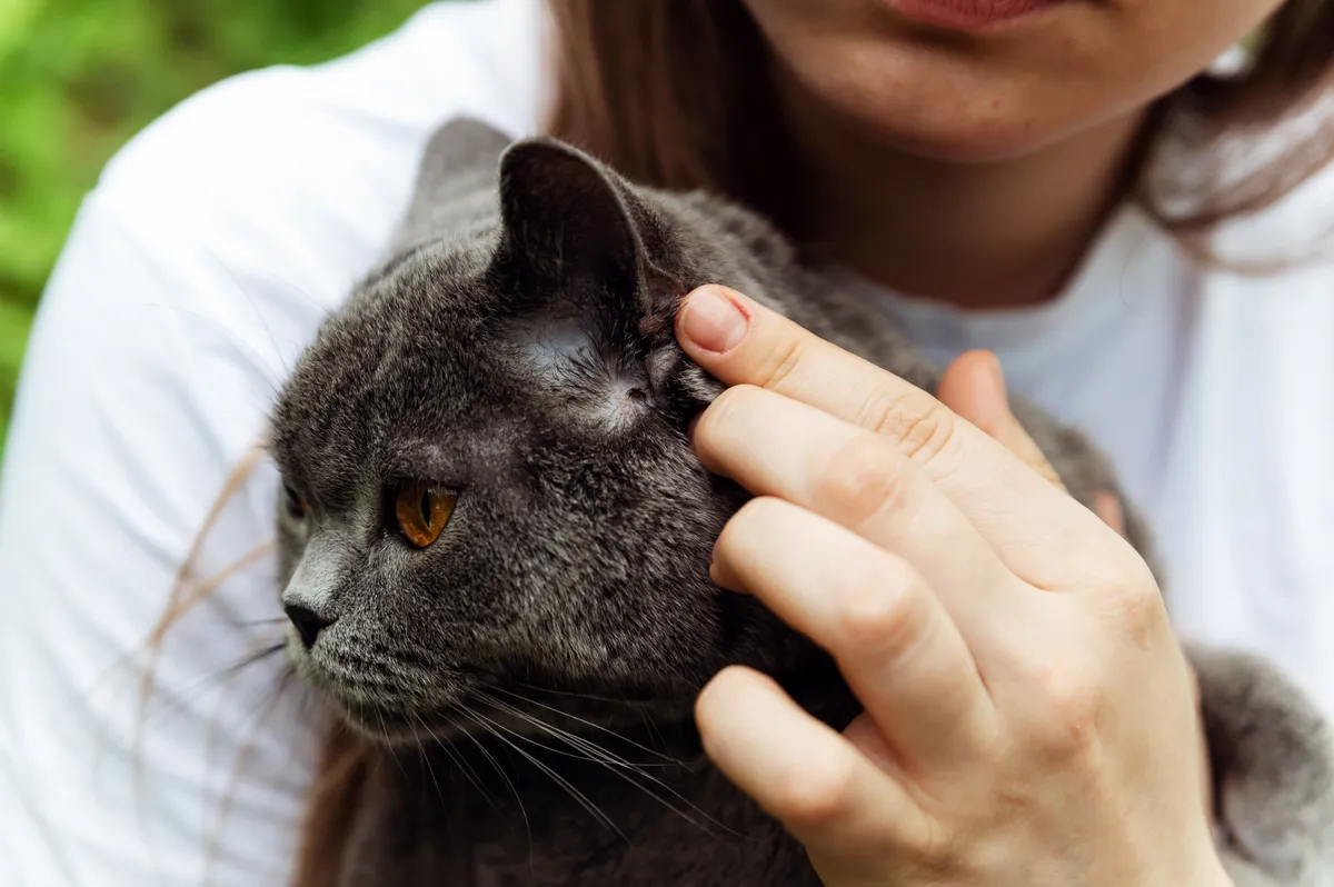 tick in a cat