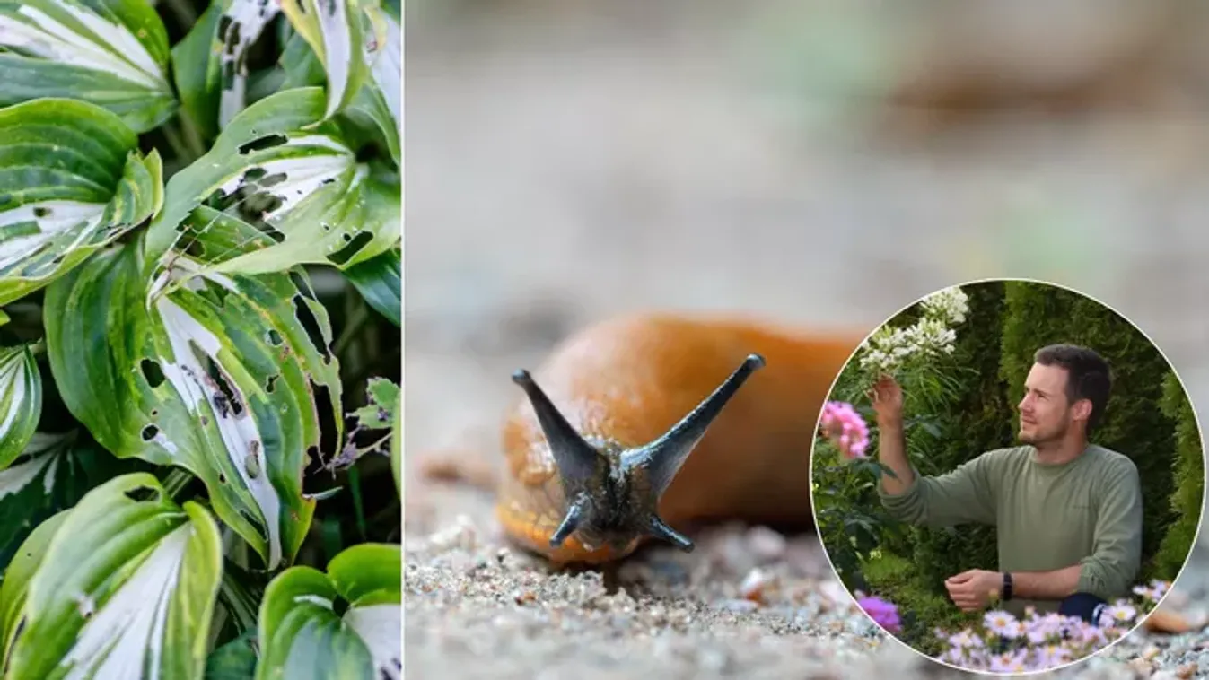 Leleplezte a magyar tájépítész: íme a leghatásosabb fegyver a kerti csigák ellen