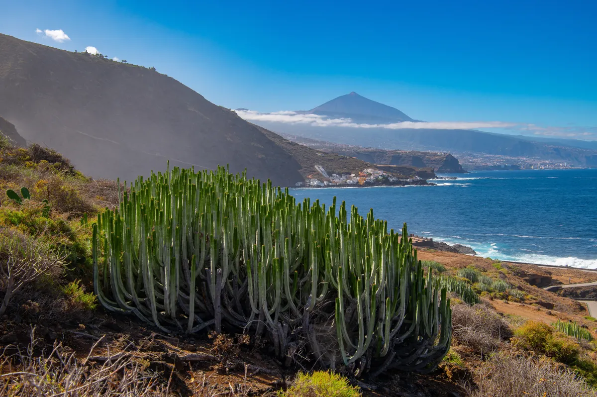 A Teide vulkán, előtérben egy kaktusszal.