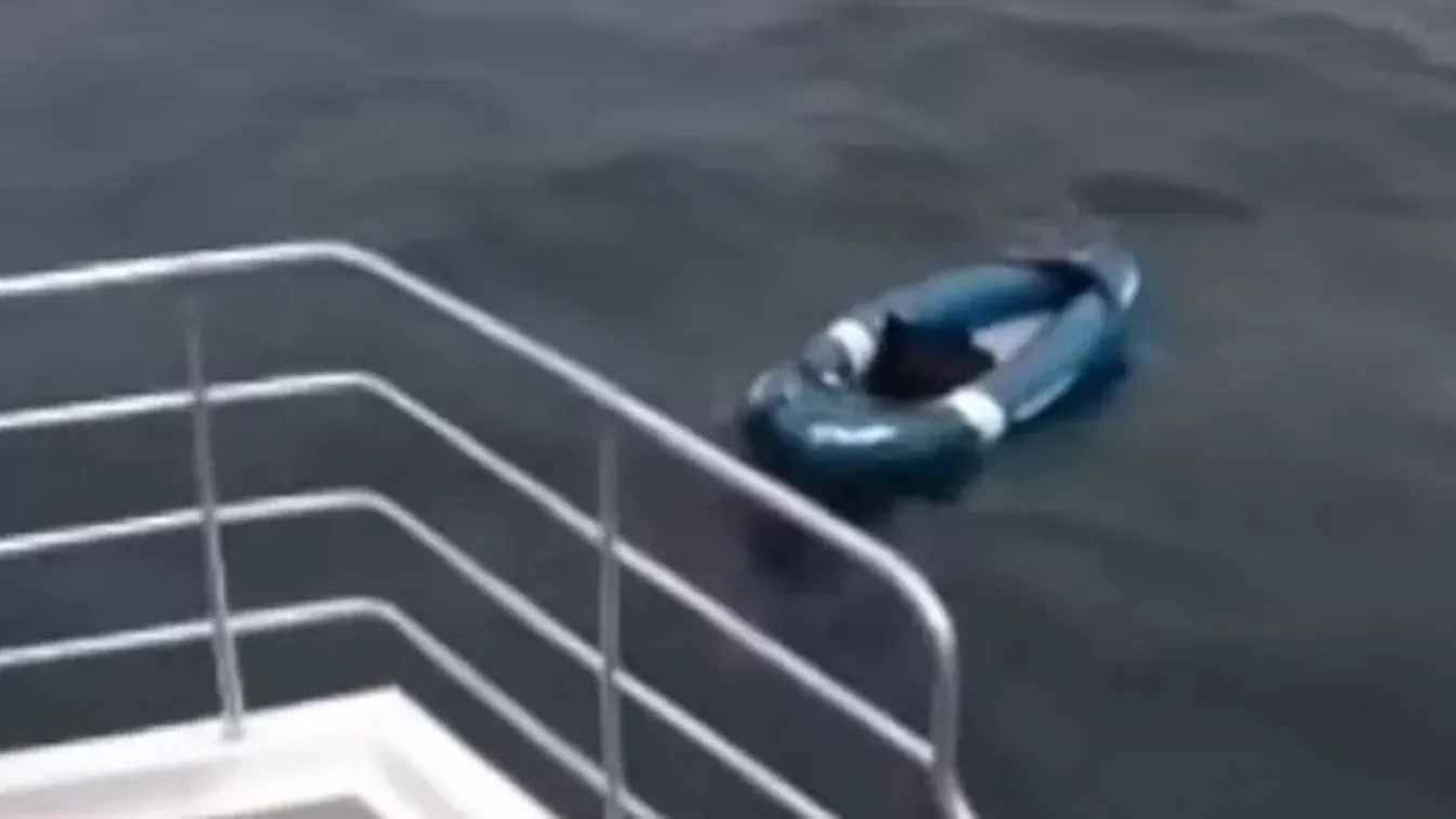 Szívmelengető felvételek: kutyát mentett ki a legénység, miután órákig sodródott a tengerben - videó