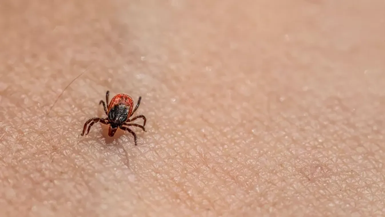 Figyelmeztetést adtak ki a szakemberek: halálos vírus jelent meg egy népszerű üdülőövezetben