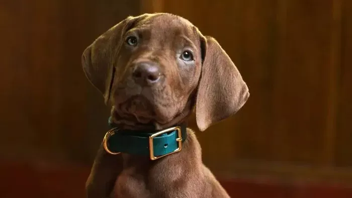 Semmi CGI! Először játssza valódi kiskutya Scooby Doo-t!