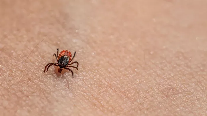 Halálos vírus jelent meg egy népszerű üdülőövezetben