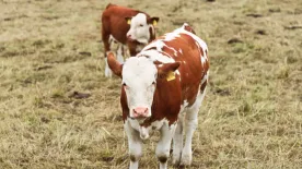 Sokkot kapott a gazda, amikor meglátta, milyen mutáns borjú született