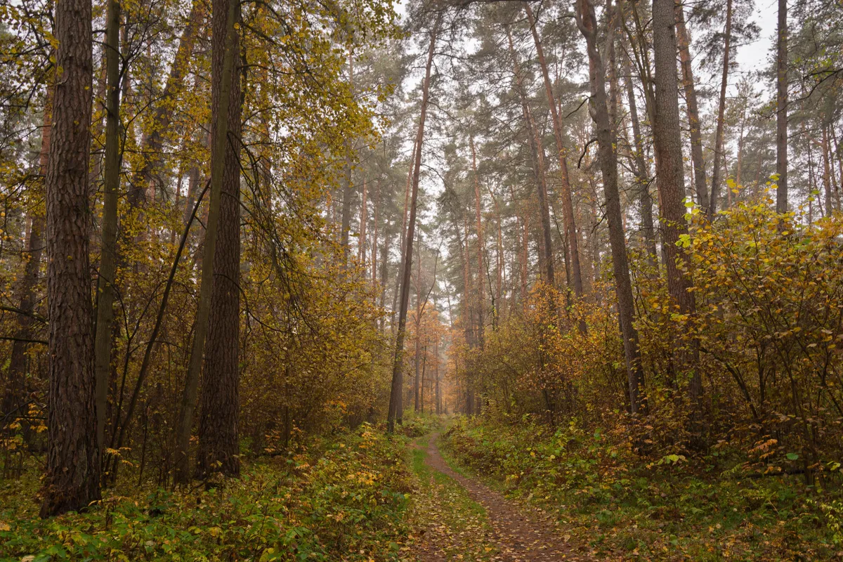Szabadkígyós                                 Forest,Path,In,Autumn,Through,Tall,Pines,And,Maple,Trees