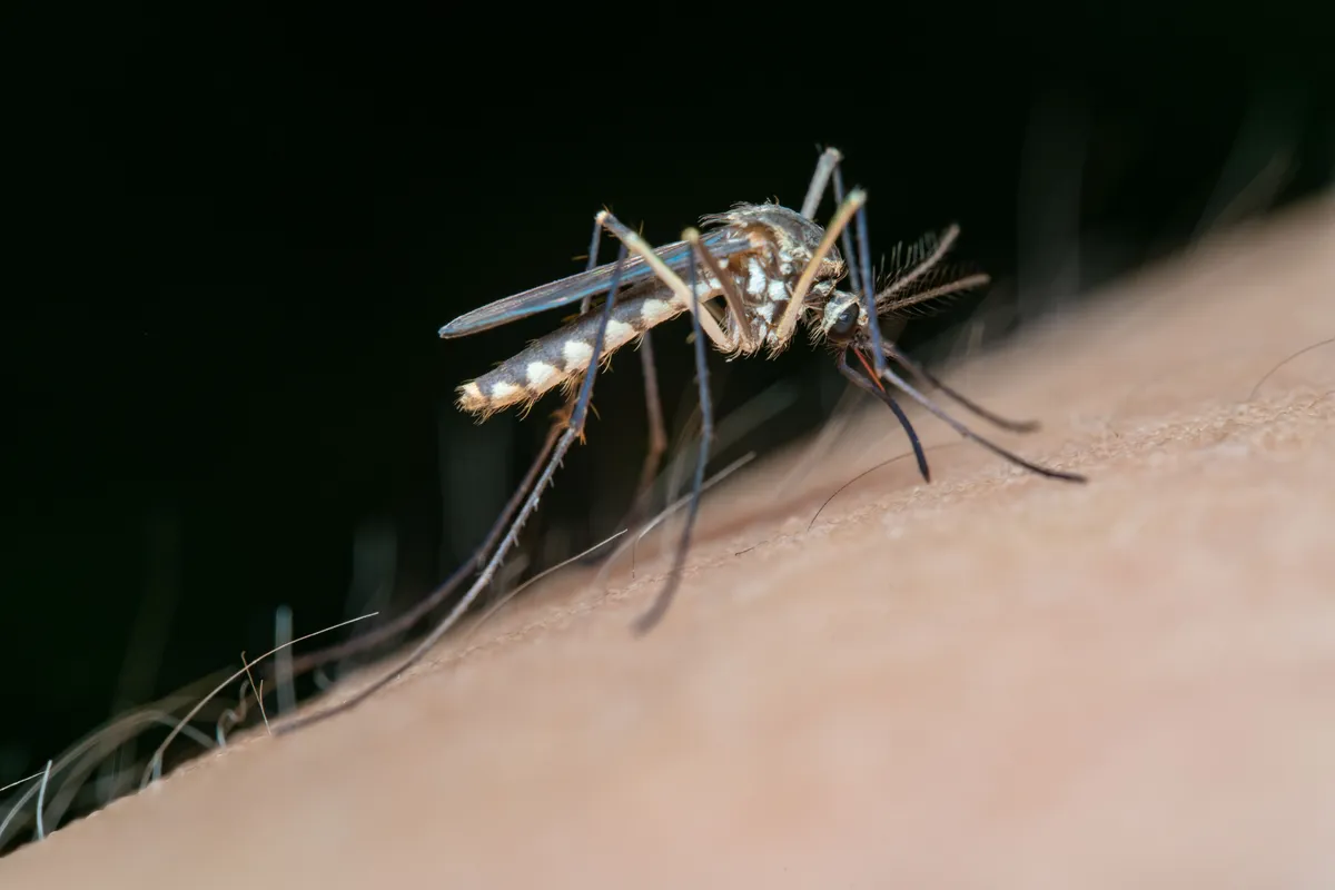 Szúnyogok felelősek a malária terjesztéséért