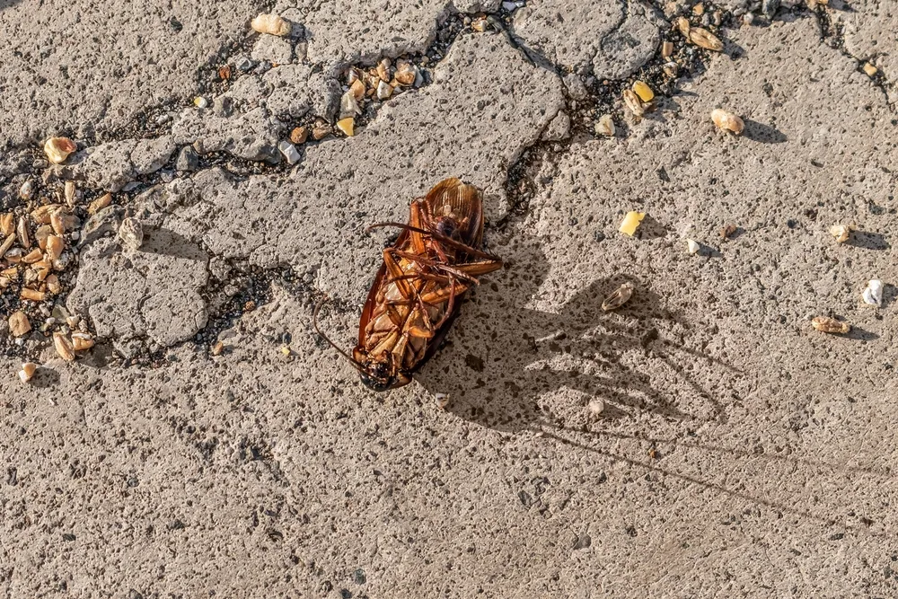 American,Cockroach,Lies,On,Its,Back,On,The,Road,In