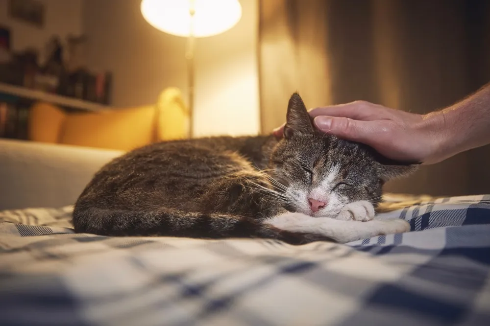 Macska fekszik az ágyon, gazdája simogatja - macskák utolsó útja