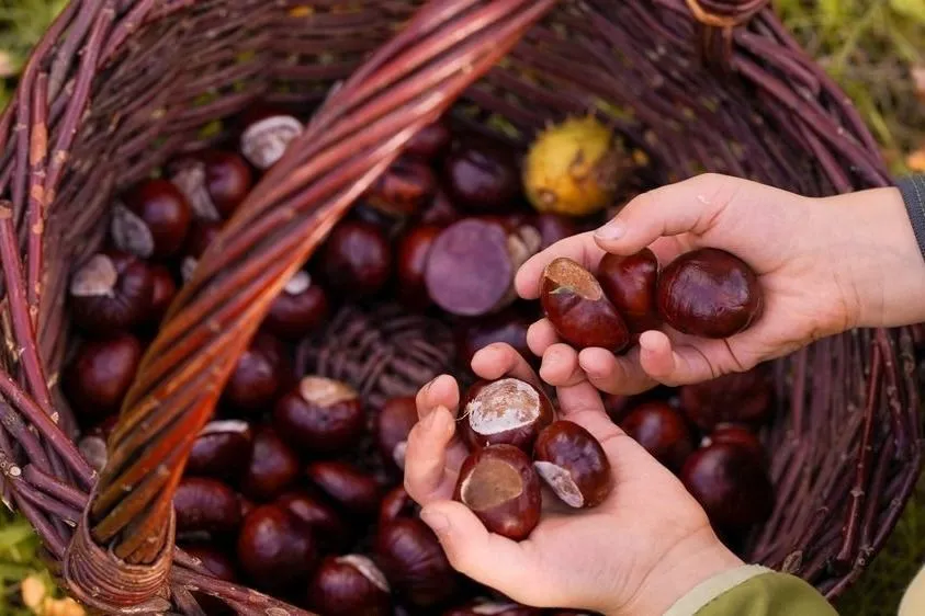 Sosem találnád ki, miért gyűjti mindenki a gesztenyét