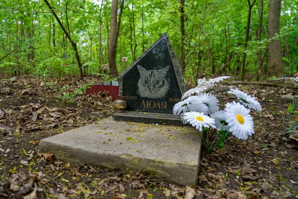 kisállat temető, macskának állított sírkővel.