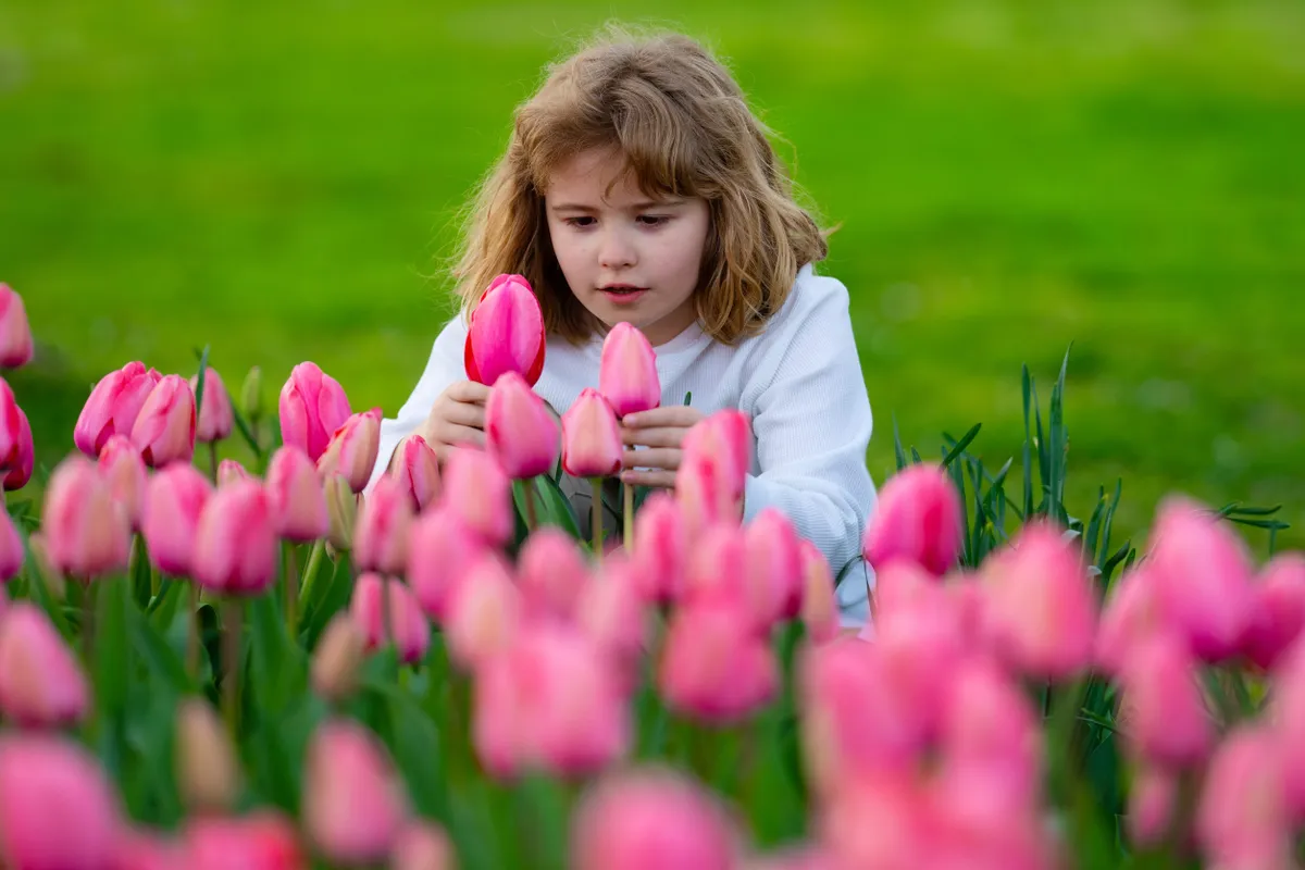 Tulipánoskert előtt ülő kislány