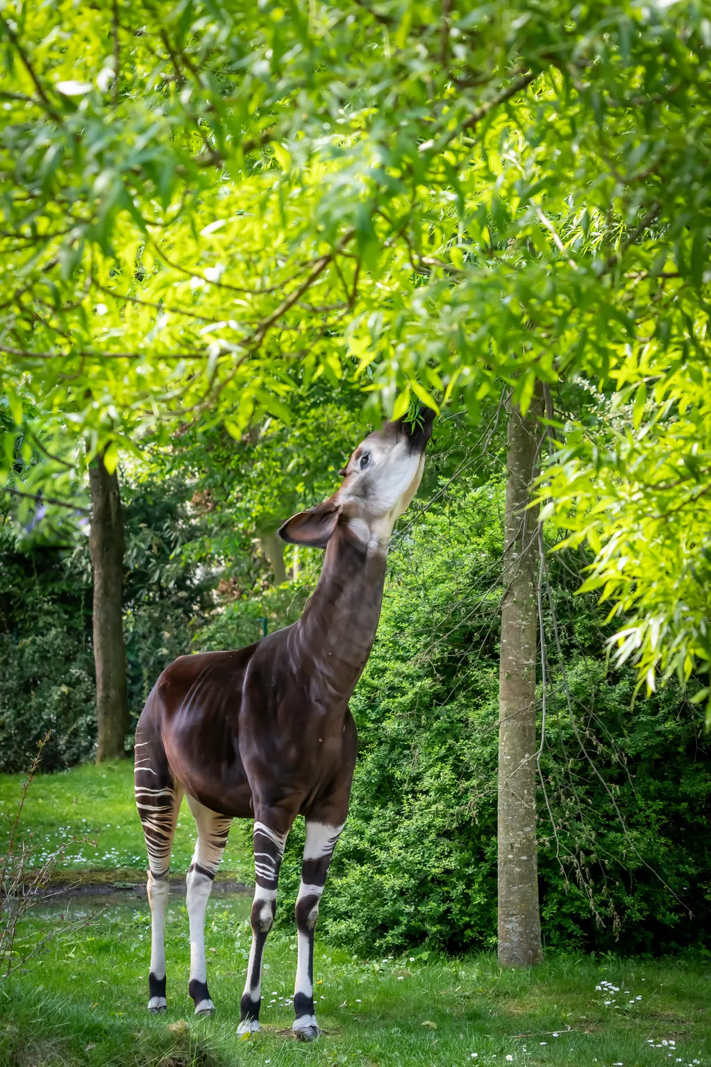 Az okapi nyelve olyan hosszú és hajlékony, hogy nemcsak a saját füleit tudja megtisztítani vele, hanem még a szemhéjáról is eltávolítja a rovarokat.