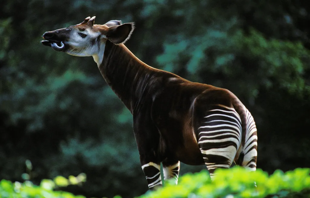 Okapi, ritka állatfaj, zsiráf, zebra, különleges élőlény
