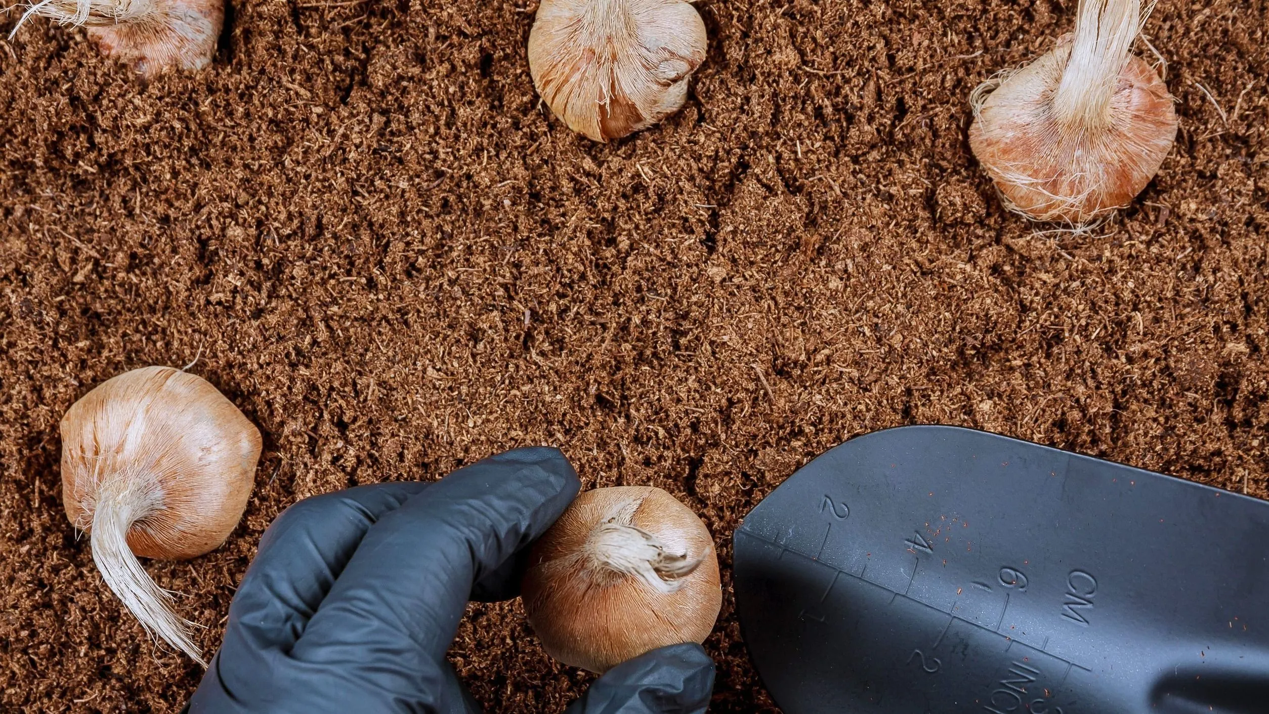 Így ültesd el a tulipánt ősszel, hogy szép virágot hozzon