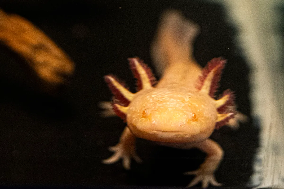 a világ legfurcsább állatai, fura állatok galéria, Axolotl