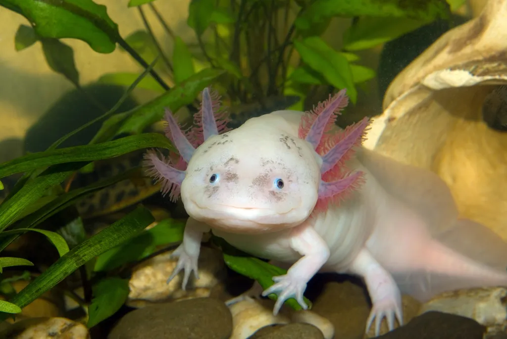 Axolotl, furcsa állat, gyík, hüllő, ritka állat