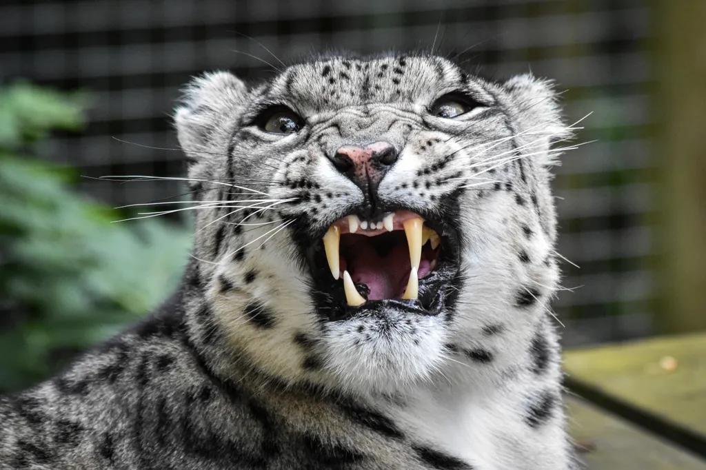 A DNS-vizsgálatok szerint a macskafélék törzsfáján a tigris a legközelebbi rorokona.