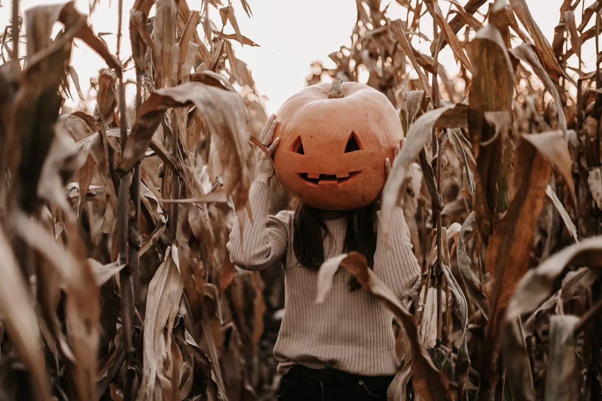 Halloween tökből készült fejet viselő nő egy kukoricásban. 