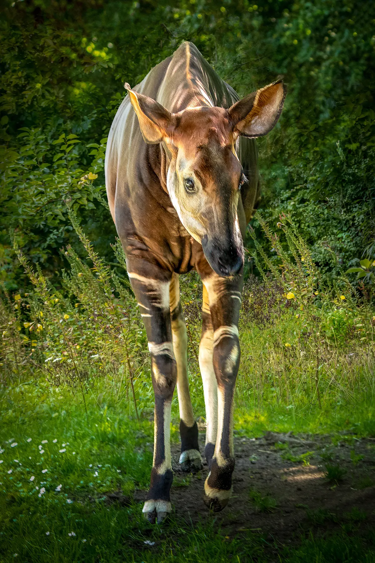 Okapi szemből közeledik. 