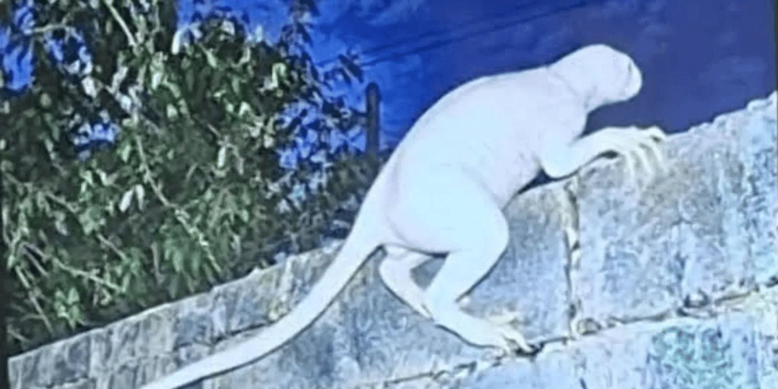 Interdimenzionális ragadozót rögzített egy kamera