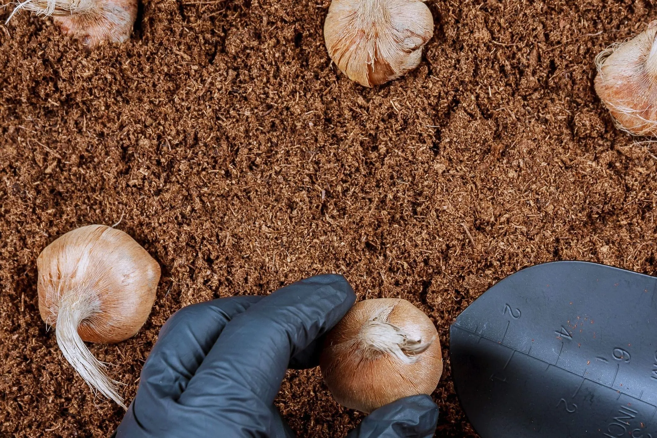 Így ültesd el a tulipánt ősszel, hogy szép virágot hozzon